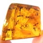 Rare Swarm Of Male Ant In Dominican Amber