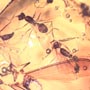 Rare Swarm Of Male Ant In Dominican Amber