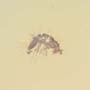Rare Swarm Of Male Ants In Dominican Amber