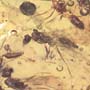 Rare Swarm Of Male Ants In Dominican Amber