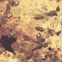 Rare Swarm Of Male Ants In Dominican Amber