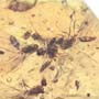 Rare Swarm Of Male Ants In Dominican Amber