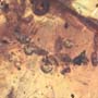 Rare Swarm Of Male Ants In Dominican Amber