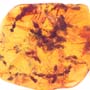 Rare Swarm Of Male Ant In Dominican Amber