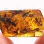 Rare Swarm Of Male Ants In Dominican Amber