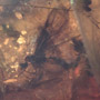 Rare Swarm Of Male Ants In Dominican Amber