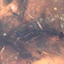 Rare Swarm Of Male Ants In Dominican Amber