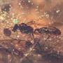 Rare Swarm Of Male Ants In Dominican Amber