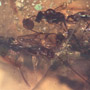 Rare Swarm Of Male Ants In Dominican Amber