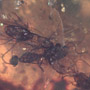 Rare Swarm Of Male Ants In Dominican Amber