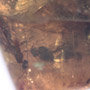 Rare Swarm Of Male Ants In Dominican Amber