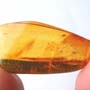 Rare Swarm Of Mite In Dominican Amber.