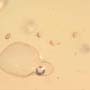 Rare Swarm Of Mite In Dominican Amber.
