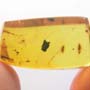 Rare Swarm Of Male Ant In Dominican Amber