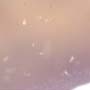 Rare Swarm Of Mite In Dominican Amber.