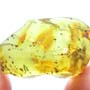 Rare Swarm Of Mite In Dominican Amber