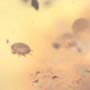 Rare Swarm Of Mite In Dominican Amber
