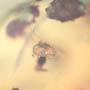 Rare Swarm Of Mite In Dominican Amber