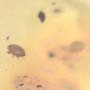 Rare Swarm Of Mite In Dominican Amber
