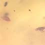 Rare Swarm Of Mite In Dominican Amber