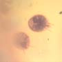 Rare Swarm Of Mite In Dominican Amber