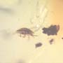 Rare Swarm Of Mite In Dominican Amber