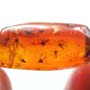 Rare Swarm Of Sand Flies In Dominican Amber