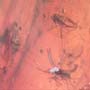 Rare Swarm Of Sand Flies In Dominican Amber
