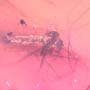 Rare Swarm Of Sand Flies In Dominican Amber