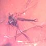 Rare Swarm Of Sand Flies In Dominican Amber