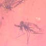 Rare Swarm Of Sand Flies In Dominican Amber