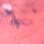 Rare Swarm Of Sand Flies In Dominican Amber