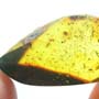 Rare Swarm Of Scuttle Flies And Five Eggs In Dominican Amber
