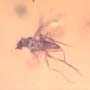 Rare Swarm Of Scuttle Flies And Five Eggs In Dominican Amber