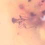 Rare Swarm Of Scuttle Flies And Five Eggs In Dominican Amber