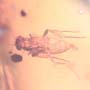 Rare Swarm Of Scuttle Flies And Five Eggs In Dominican Amber