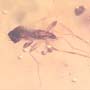 Rare Swarm Of Scuttle Flies And Five Eggs In Dominican Amber