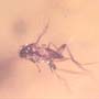 Rare Swarm Of Scuttle Flies And Five Eggs In Dominican Amber