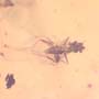 Rare Swarm Of Scuttle Flies And Five Eggs In Dominican Amber