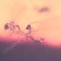 Rare Swarm Of Scuttle Flies And Five Eggs In Dominican Amber
