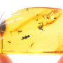 Rare Swarm Of Scuttle Flies In Dominican Amber