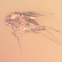 Rare Swarm Of Scuttle Flies In Dominican Amber