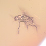 Rare Swarm Of Scuttle Flies In Dominican Amber