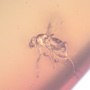Rare Swarm Of Scuttle Flies In Dominican Amber