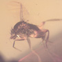 Rare Swarm Of Scuttle Flies In Dominican Amber