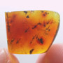 Rare Swarm Of True Midges In Dominican Amber