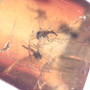 Rare Swarm Of True Midges In Dominican Amber.