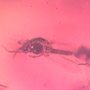 Rare Swarm Of True Midges In Dominican Amber.