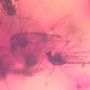 Rare Swarm Of True Midges In Dominican Amber.
