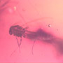 Rare Swarm Of True Midges In Dominican Amber.